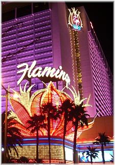 Flamingo